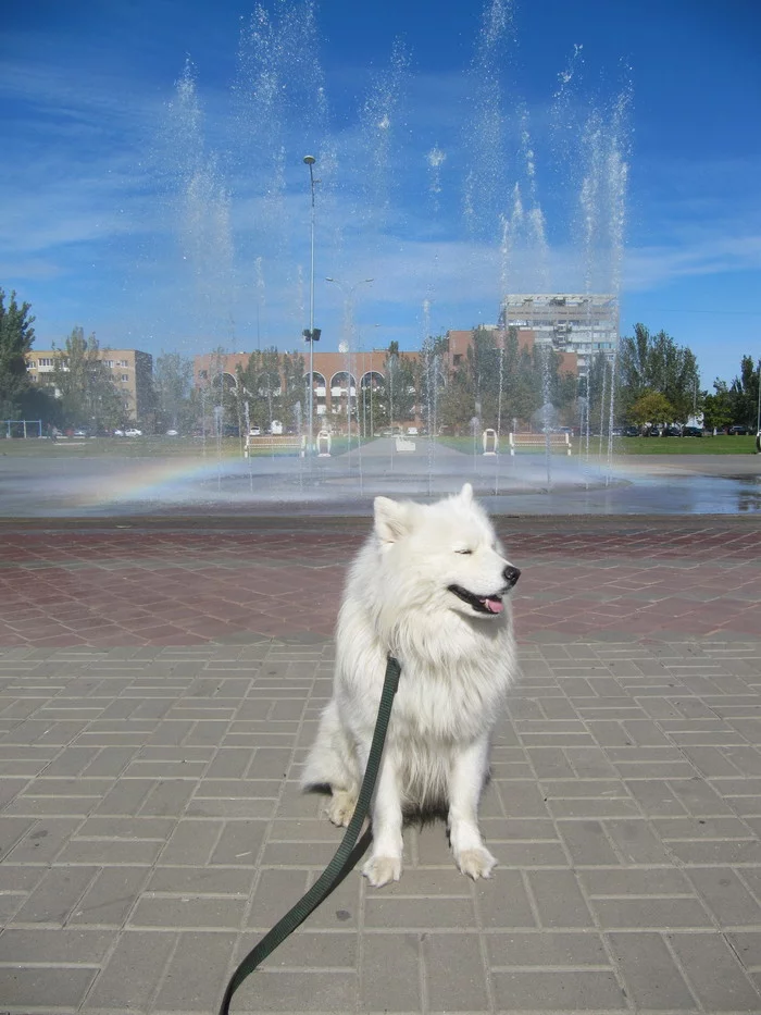 Samoyed, fountain and rainbow - My, Samoyed, Dog, Volzhsky, Dog North