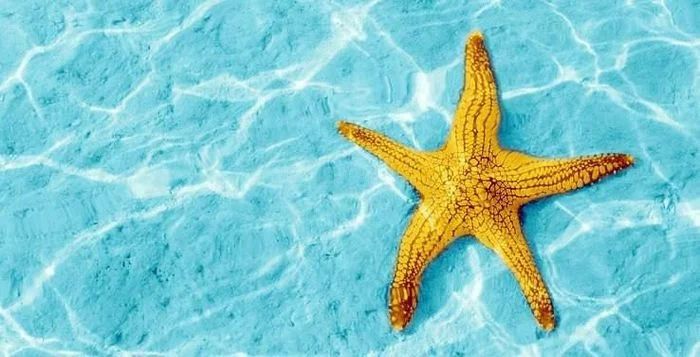 Why can't you pull a starfish out of the water? - Starfish, Sea