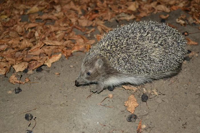 night miner - My, Hedgehog, Animals, Night, Longpost