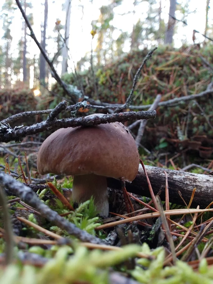 autumn mushroom mood - My, Autumn, Leningrad region, Mushrooms, Porcini, Mojovik, Chanterelles, Fly agaric, Funnels, Longpost