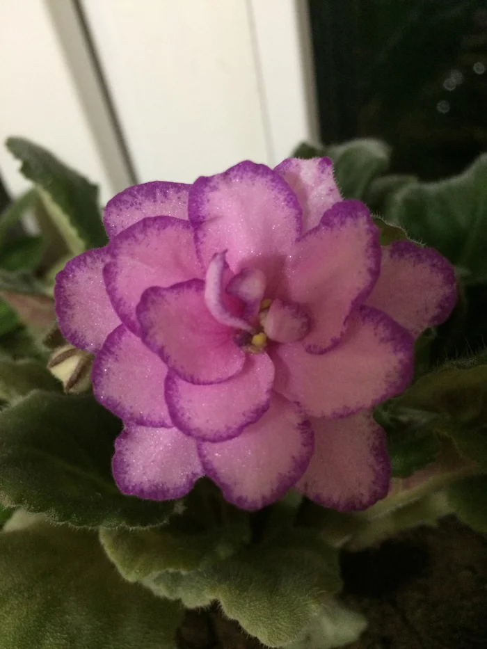Violets - My, Violets, Flowers, Houseplants, Longpost