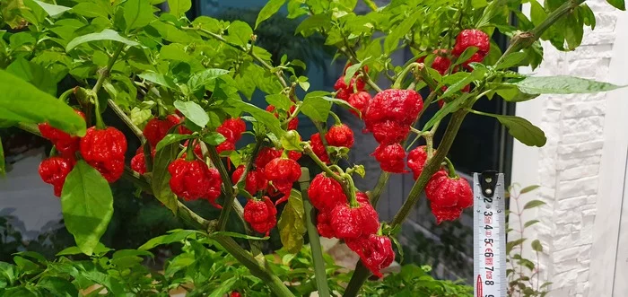 Vintage Carolina Reaper - My, Pepper, Carolinian Reaper, Hot peppers