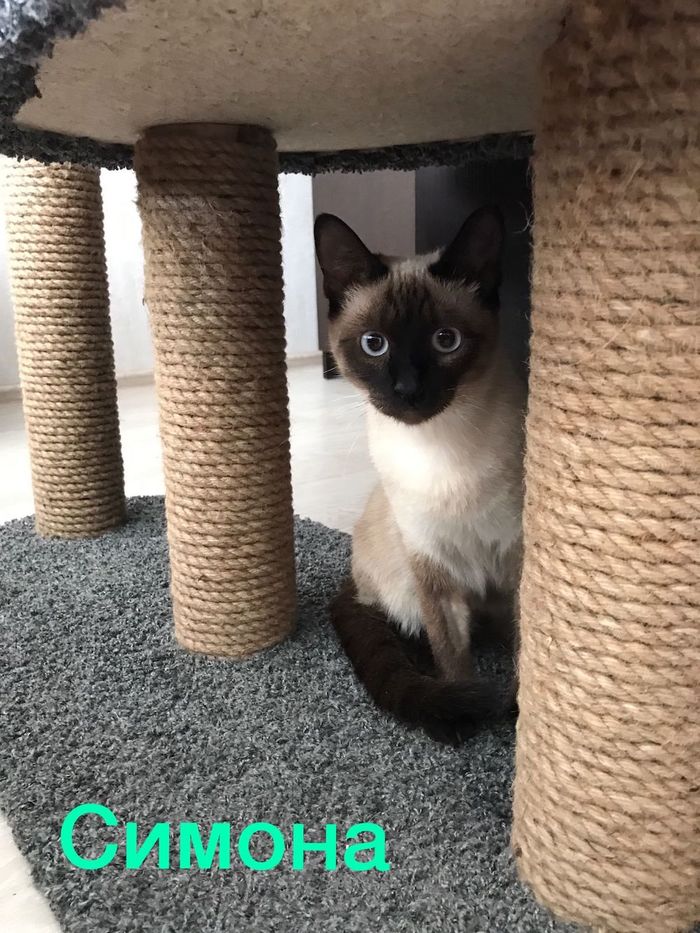 Beauty Simona is looking for a home - My, Siamese cat, Cat breeds, In good hands, cat, Animal shelter, Homeless animals, Pets, Do not buy, , Shelter, Thai cat, Rostov-on-Don, Rostov region, Rostov, Help, Helping animals, No rating