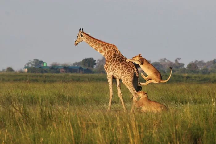 An Uncertain Future for Chobe River Lions - Pride, a lion, Big cats, Cat family, Predatory animals, Wild animals, wildlife, Reserves and sanctuaries, , South Africa, Botswana, Namibia, Zimbabwe, Animal protection, Longpost, Text