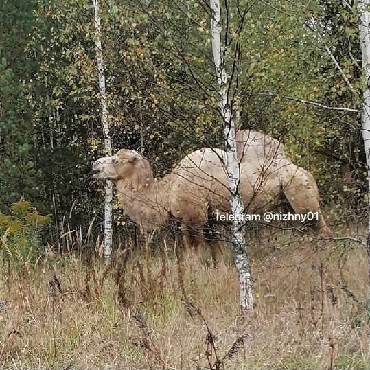 Гриб весом в 3 кг нашел нижегородец - Грибники, Лес, Видео, Длиннопост, Грибы, Верблюды, Нижегородская область