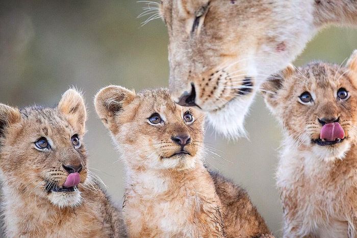 Toddlers - a lion, Lioness, Lion cubs, Big cats, Cat family, Predatory animals, Wild animals, wildlife, , Reserves and sanctuaries, The photo, South Africa, Milota, Young