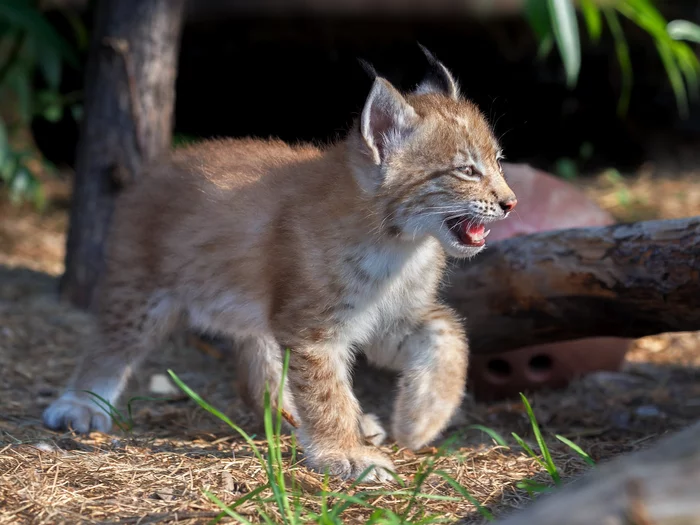 young lynx - Lynx, Kittens, Milota, Bogdanov Oleg, The national geographic, The photo, Small cats, Cat family, , Predatory animals, Wild animals