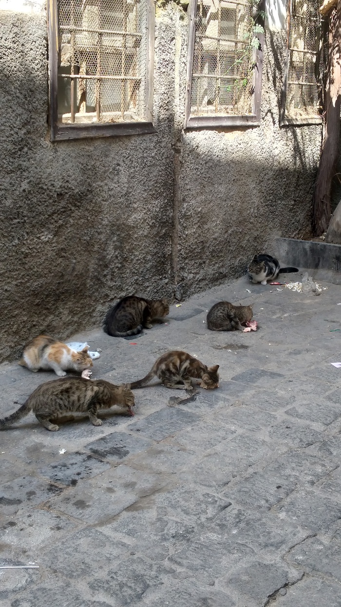 �������� ����