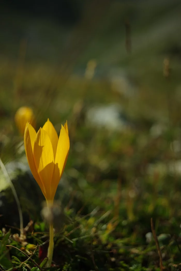 unprincipled crocus - My, The photo, Caucasus mountains