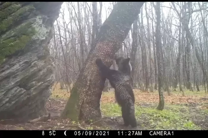 Tree with moss in the north and fur in the south - Wild animals, Khabarovsk region, Tree, Miracle tree, Scratching, The Bears, Amur tiger, Tiger, , Roe, Phototrap, wildlife, Video, Longpost