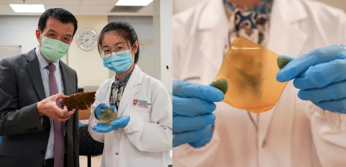 Singapore scientists turn durian peel into bandages - Ecology, Waste recycling, Garbage, Chemistry, The medicine, Singapore, Scientists, The science, Longpost