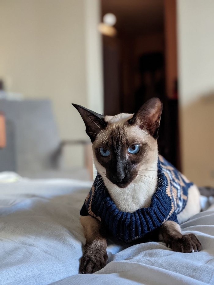 сетка на балкон антикошка своими руками