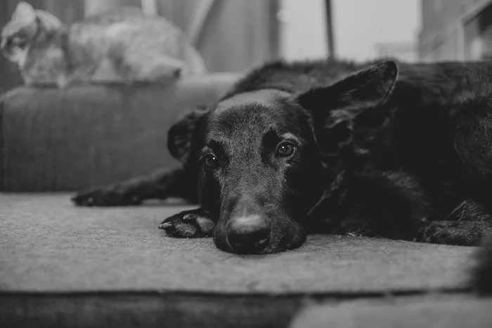 sad dog - My, Dog, Sadness, Blues, Autumn, Black and white