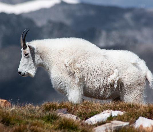 Mountain goat kills grizzly bear that attacked him - The Bears, Grizzly, Wild animals, Canada, British Columbia, Goat, Murder, The Guardian, , Negative