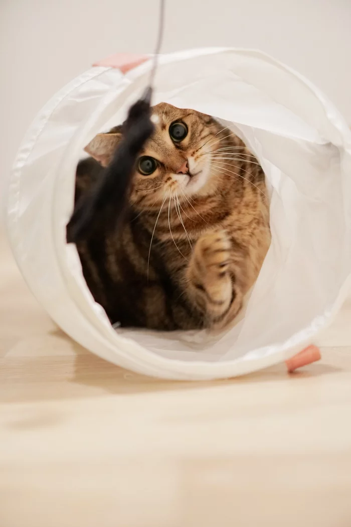 Big-eyed - My, cat, Tunnel