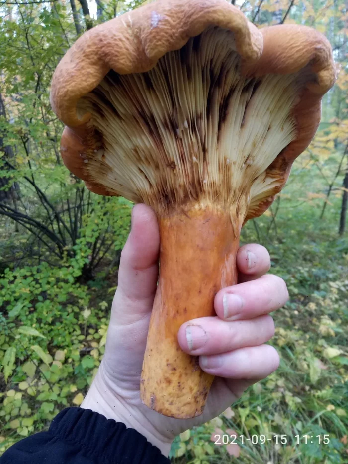 Ural found a giant mushroom with the smell of herring - My, Mushrooms, Spurge, Giants, Smell, Herring, Mushroom pickers, Salted fish, Find, Longpost