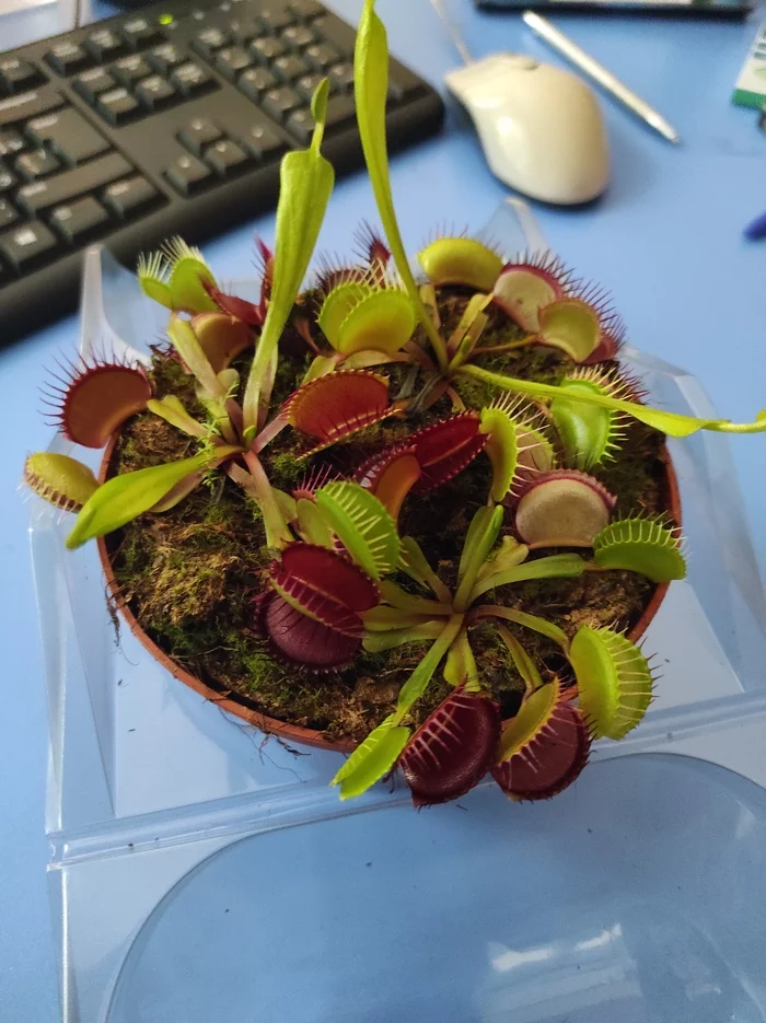 Venus flytrap lighting - My, Carnivorous plants, Venus flytrap, Houseplants