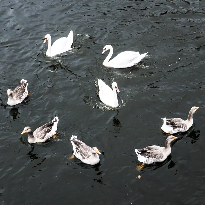 Swan geese - My, The photo, Swans, Гусь, Swan geese