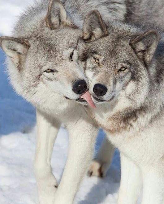 wolf lick - Lick, Wolf, Predatory animals, Animals, Nature, The photo, Love, Love at first sight