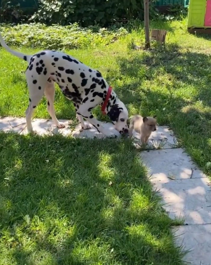 Story about a new friend - 3 - My, Dalmatian, Dog, Sport, Tourism, Animals, Travels, friendship, Longpost