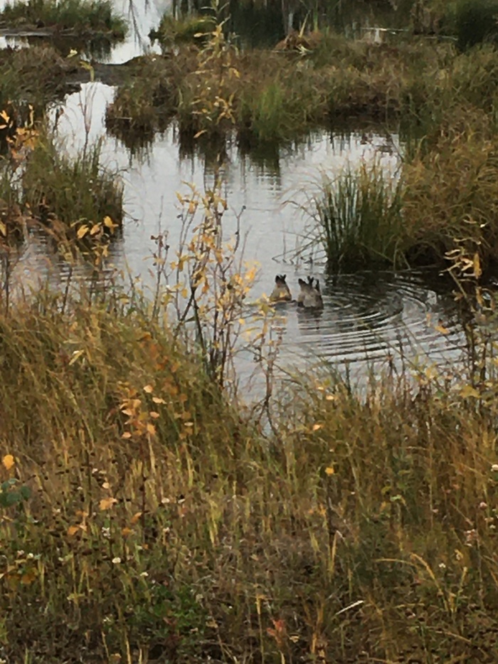 ���������� ��������