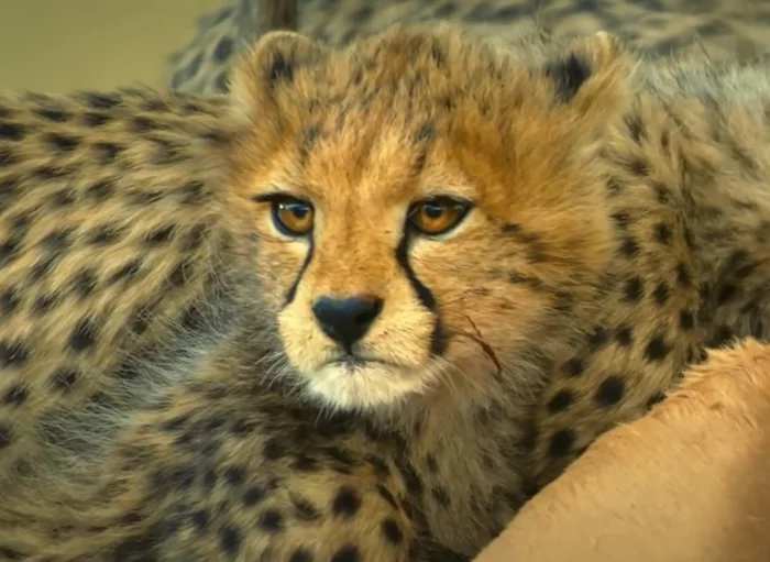 Baby cheetah learns to fight back against jackals - Cheetah, Kittens, Small cats, Predatory animals, Cat family, Wild animals, wildlife, The national geographic, , BBC, Youtube, Africa, Tanzania, Serengeti, National park, Life lessons, Mining, Video, Longpost