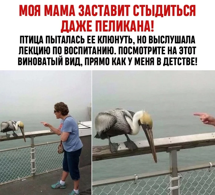 I would take it and feed it like a mother, but not that's all - Pelican, Birds, Women, , Upbringing, The photo