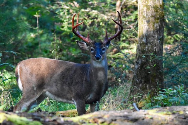 Bloody antlers - Deer, Horns, Antlers, Artiodactyls, Wild animals, wildlife, National park, The national geographic, , USA, Appalachian mountains, Informative, Animals, Longpost