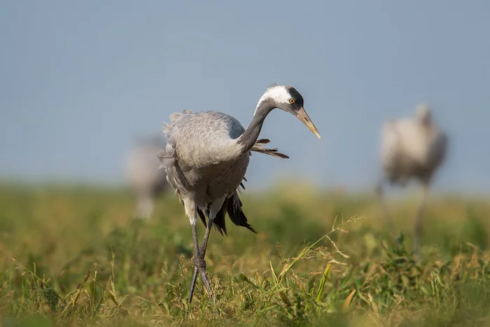 Model - Cranes, Field, beauty of nature, Birds, The photo, The national geographic, Wild animals