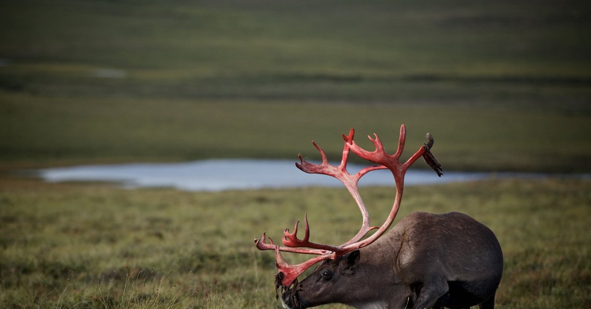 северный олень мурманской области. морда оленя. самые красивые рога. рога северного оленя. северный олень карибу.