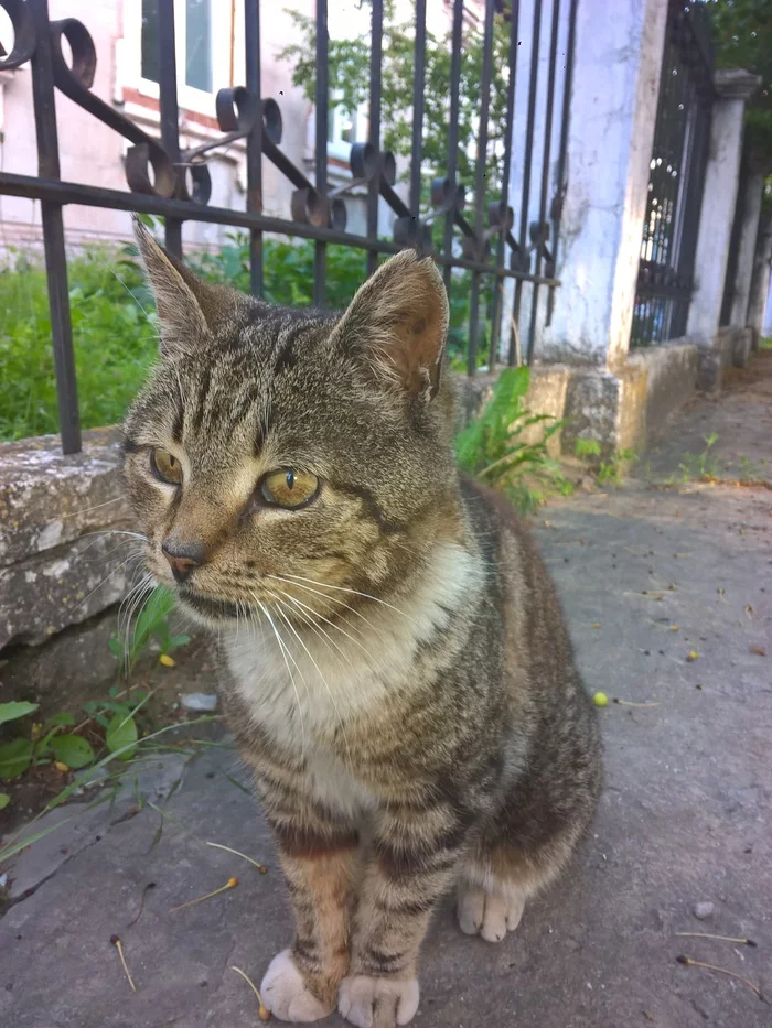 In memory of the best cat Gosha - My, cat, Death, Negative, Pets, Sadness, Longpost, Obituary