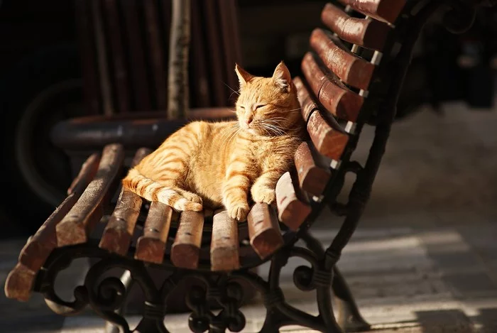 Sunshine... - cat, Redheads, Benches