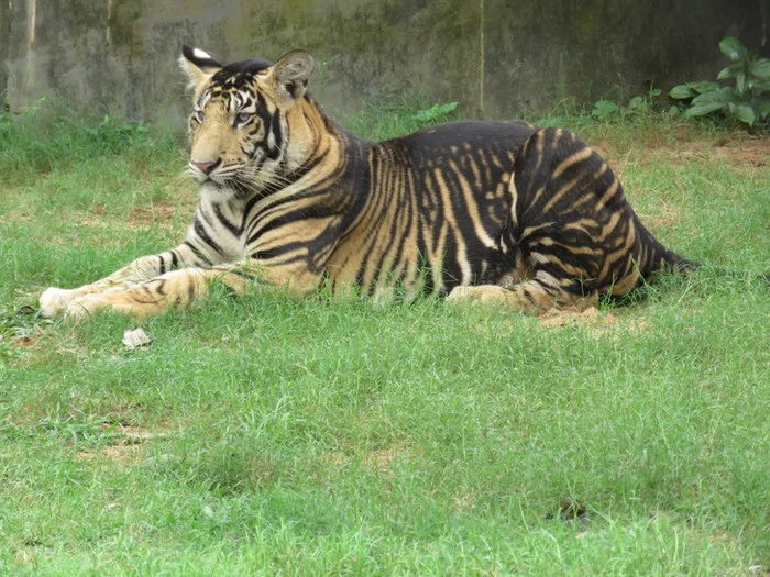 Black tigers - Tiger, Bengal tiger, Big cats, Cat family, Rare view, Wild animals, Predatory animals, Genetics, , Scientists, India, Interesting, Reserves and sanctuaries
