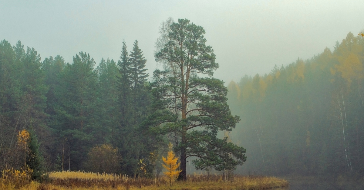 Лес 6. Уральский лес. Леса Урала. Уральская природа лес. Природа Урала лес туман.