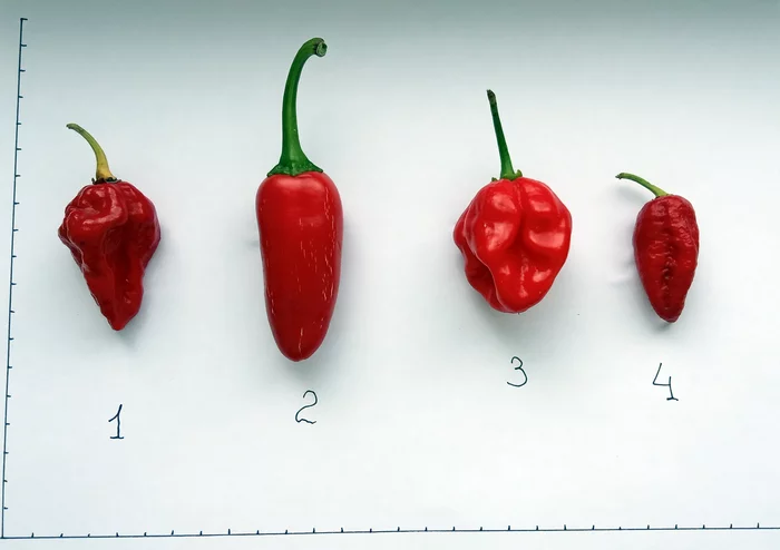 Identification of especially acute! - My, Hot peppers, Variety, Identification