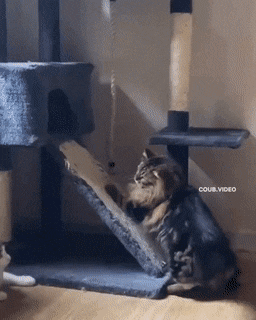 Пестрая подборка gif'ок с кошками | Пикабу