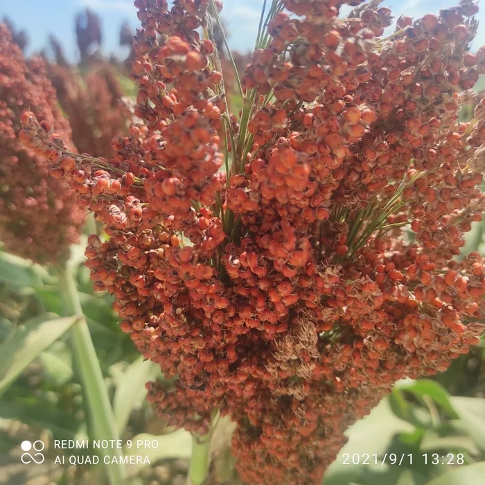 Hi all! How was your day today? - Plants, The photo, Sorghum
