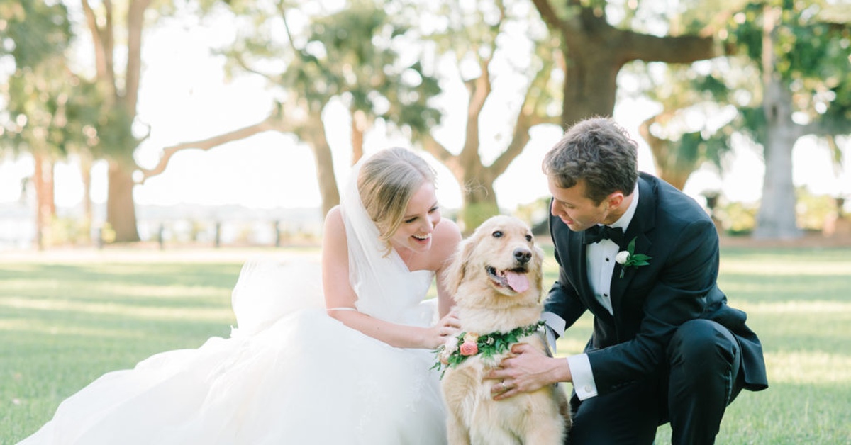 год собаки брак. новогодняя собака. щенки самоеда новый год. лиз хаслам. брак с животными.