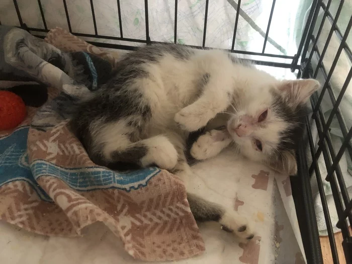 Baby is looking for a home - My, No rating, Kittens, cat, Homeless animals, Saint Petersburg, Helping animals, Help, Video, Longpost, In good hands