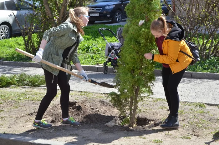 Campaigns for planting greenery in the Karelian capital - Petrozavodsk, Landscaping