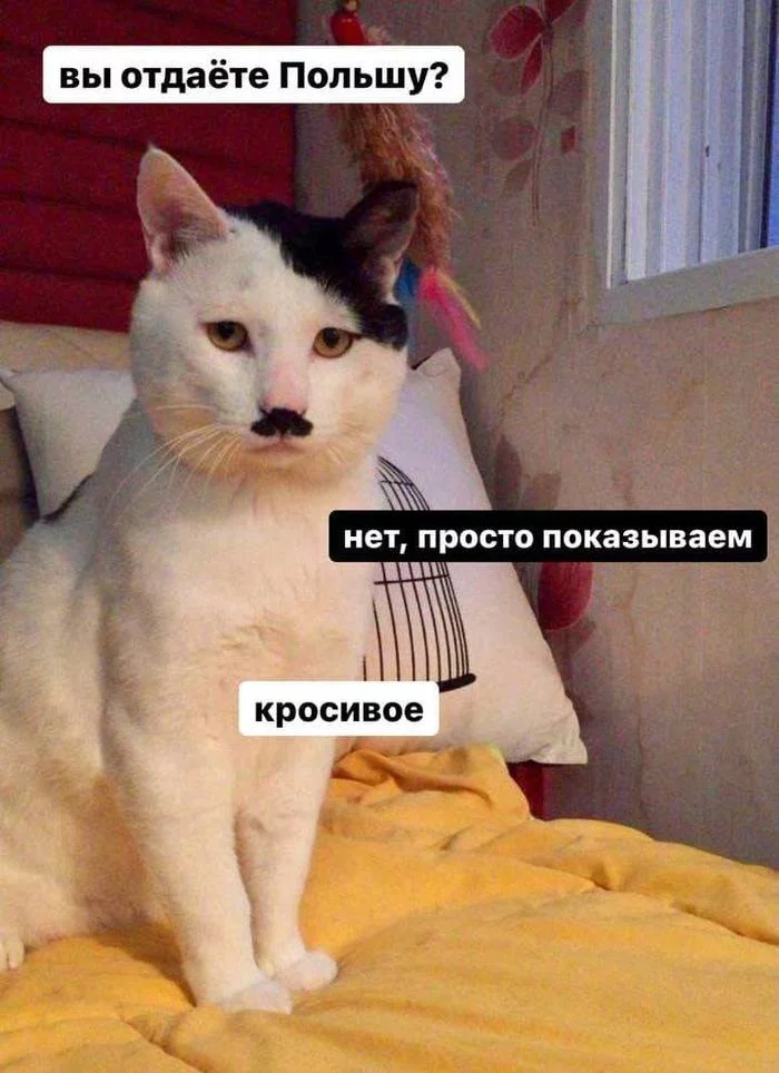 Котольф Китлер - Кот, Мемы, Адольф Гитлер, Сходство, Польша, Юмор, Вы продаете рыбов?