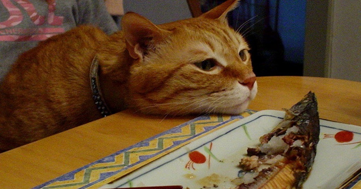 Собака съела рыбу. Кошка ест рыбу. Кот наелся рыбы. Рыжий кот ест.