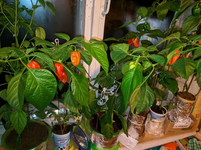 Peppers on 23.09.21 - My, Pepper, Hot peppers, Chilli, Spicy, Houseplants, Plants, The photo, Habanero, , Jalapeno, Longpost