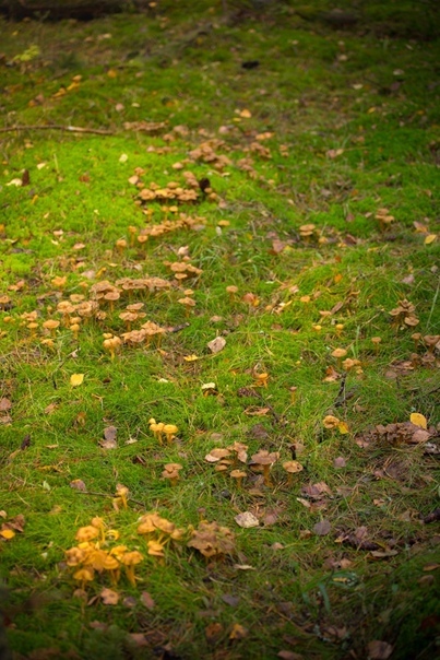 The main character of late autumn, the tubular fox - My, Mushrooms, Chanterelles, Mushroom pickers, Leningrad region, Forest, Food, Longpost