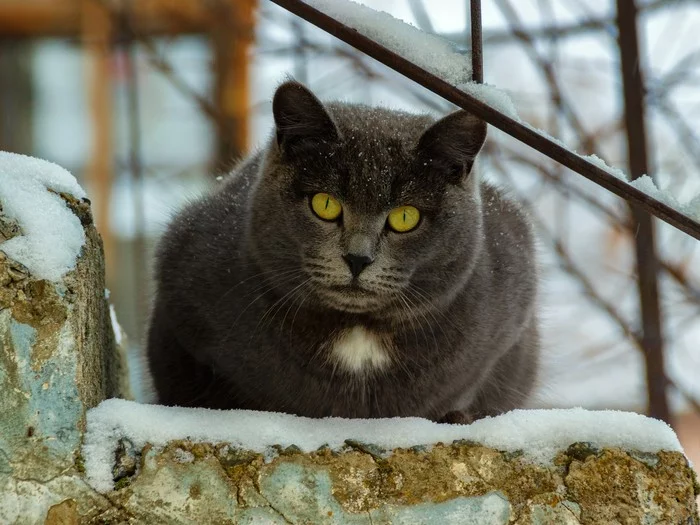 Зима близко - Моё, Город, Уличная фотография, Кот, Зима, Снег, Анфас