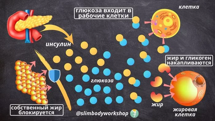 Инсулинорезистентность - болезнь которая мешает похудеть - Моё, Рецепт, Диета, Фитнес, Калории, Правильное питание, Питание, Здоровье, Похудение, , Марафон, Лишний вес, Жир, Длиннопост