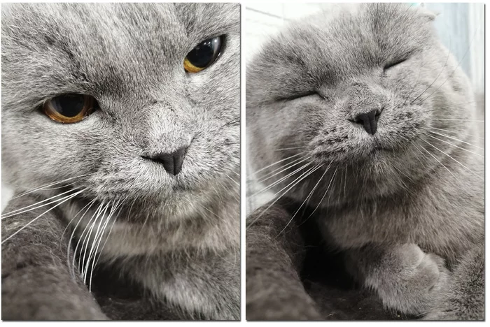 Gray - My, cat, Mobile photography, Milota
