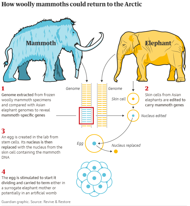Якутия готова принять воссозданных американцами мамонтов через 5-7 лет - Якутия, Заповедники и заказники, Мамонт, Слоны, США, Новости, Длиннопост