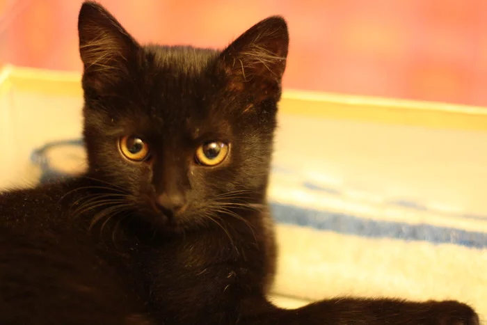 Little black Fury in good hands! - My, No rating, cat, In good hands, Moscow, Kittens, Moscow region, Video, Longpost, Black cat