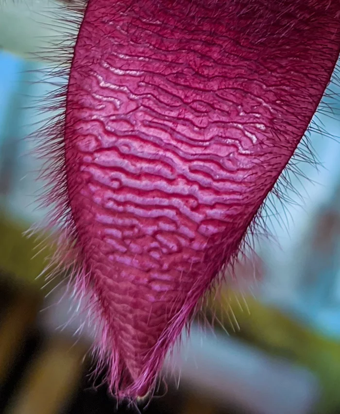 Uvula - My, Cactus, Blooming cacti, Stapelia